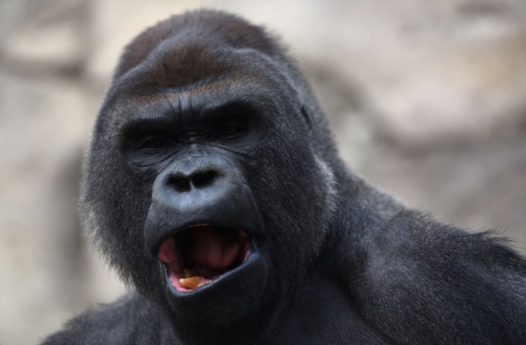 El gorila Malabo, fotografiado en el zoo de Madrid cuando tenía 25 años, en 1991. El gorila Malabo, fotografiado en el zoo de Madrid cuando tenía 25 años, en 1991.