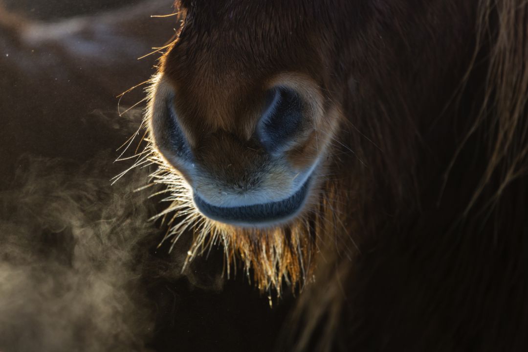 Un poni Un poni