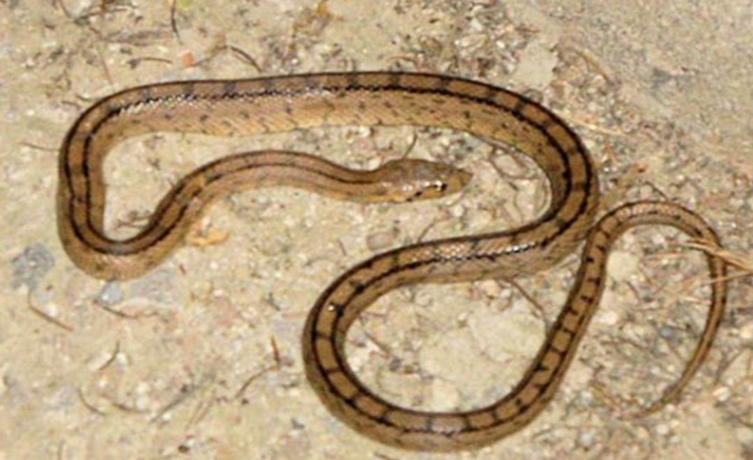 Imagen de archivo de un ejemplar de serpiente Imagen de archivo de un ejemplar de serpiente
