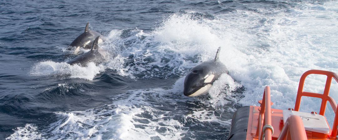 Orcas Orcas