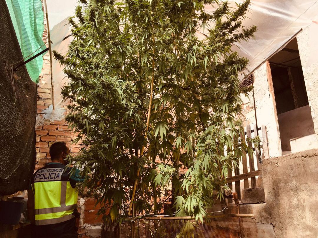 Detenida una pareja que había cultivado en el patio de su casa una planta de marihuana que se convirtió en un árbol de más de 5 metros Detenida una pareja que había cultivado en el patio de su casa una planta de marihuana que se convirtió en un árbol de más de 5 metros