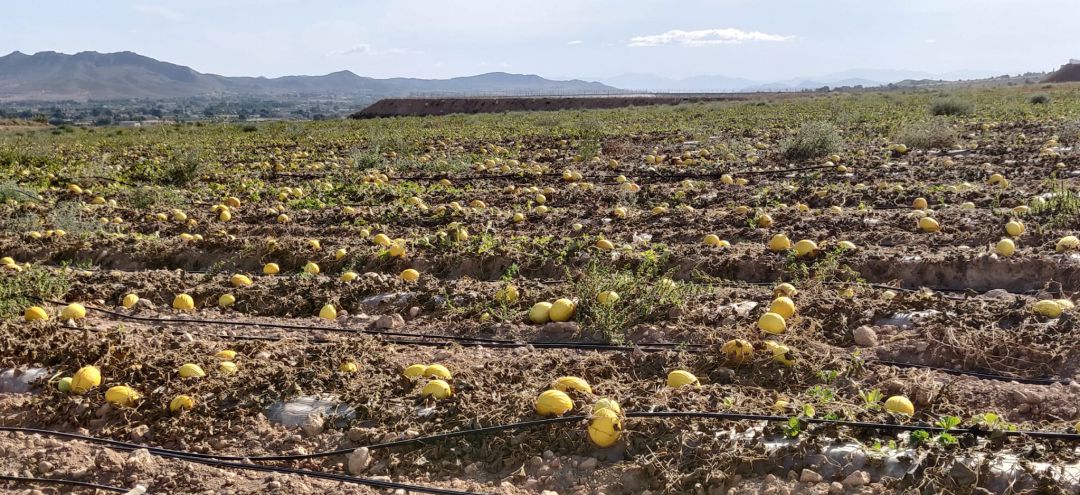 Melones sin recolectar en una de las fincas Melones sin recolectar en una de las fincas