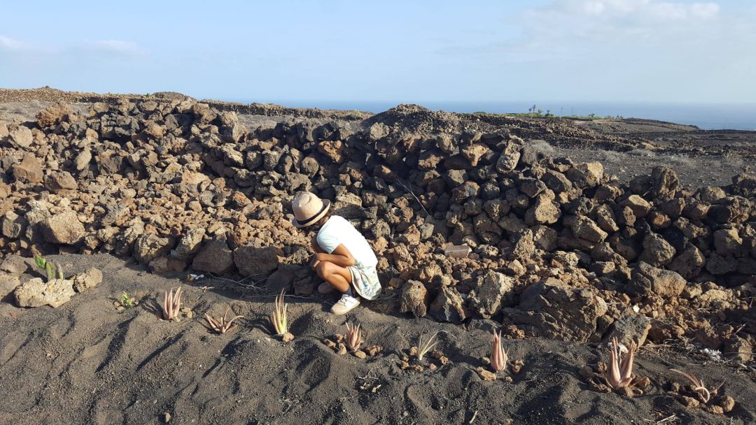 Huertos compartidos Lanzarote persigue la recuperación de las tradiciones agrícolas de Lanzarote y de terrenos en desuso.
Huertos compartidos Lanzarote persigue la recuperación de las tradiciones agrícolas de Lanzarote y de terrenos en desuso.