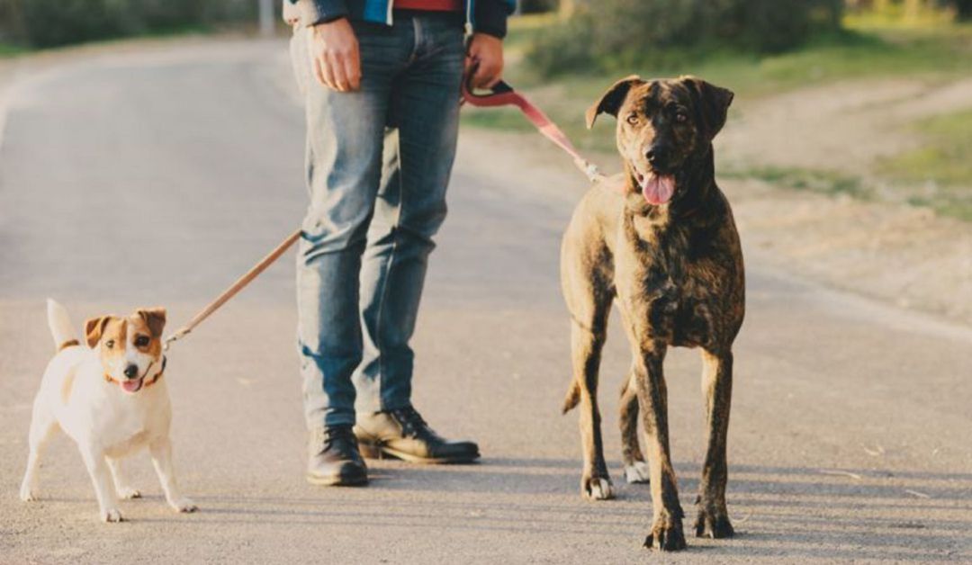 La mascota alternará la custodia cada dos semanas La mascota alternará la custodia cada dos semanas