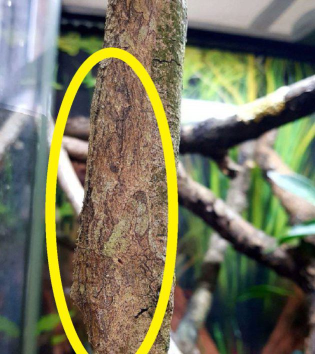 El animal se camufla en el tronco. El animal se camufla en el tronco.