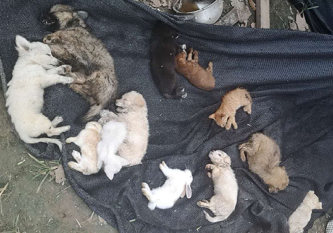 Miles de animales han sido hallados muertos en un almacén logístico de China. Miles de animales han sido hallados muertos en un almacén logístico de China.