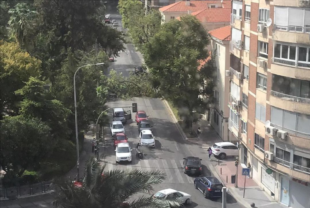 La calle Baeza, en la capital jiennense, quedó colapsada por la caída de un arbol en plena vía La calle Baeza, en la capital jiennense, quedó colapsada por la caída de un arbol en plena vía