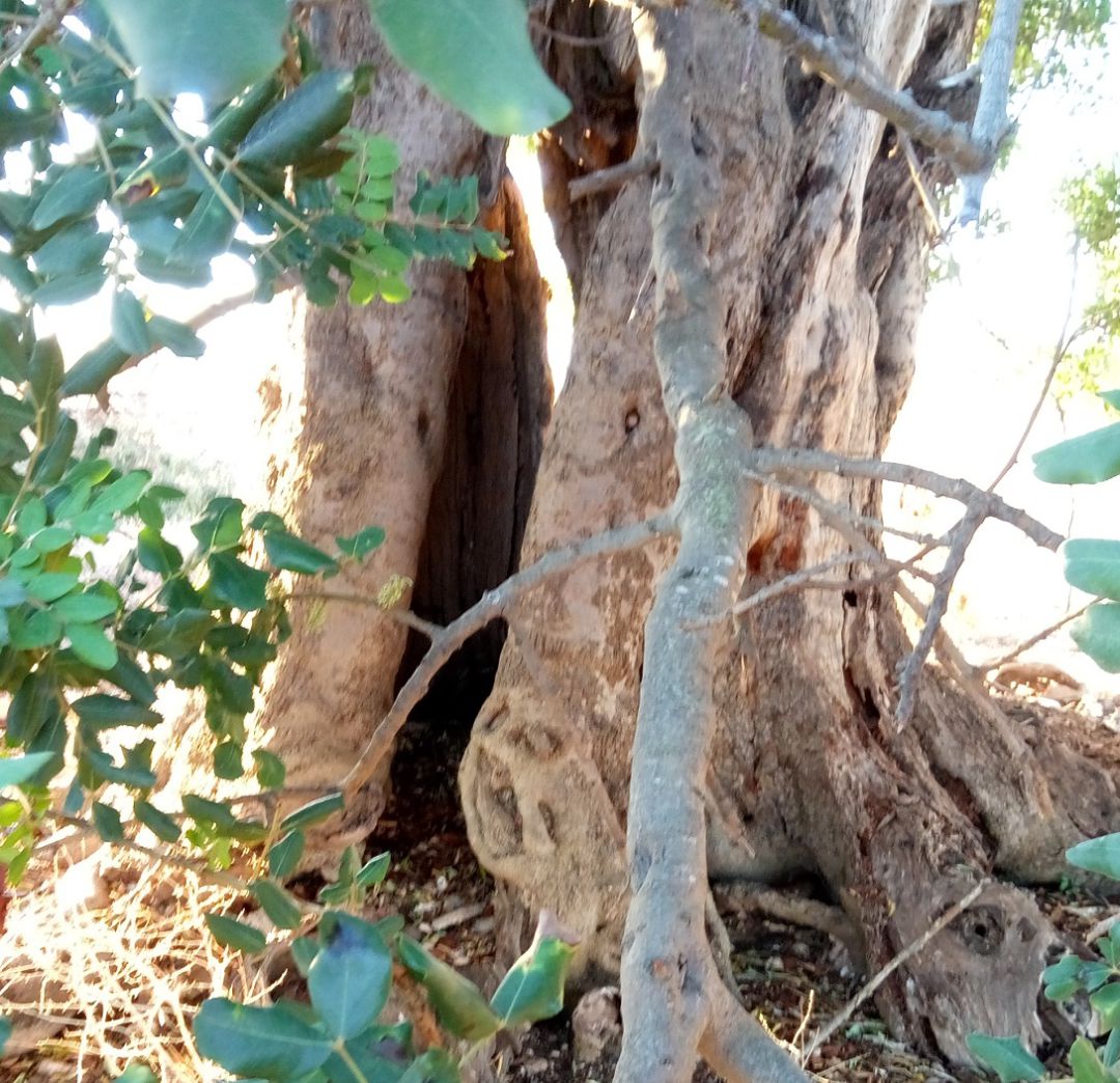 Garrancho en nuestro campo es el arbol muy viejo, leñoso, que suele estar abocinado, hueco, y es refugio de animales y aves. Garrancho en nuestro campo es el arbol muy viejo, leñoso, que suele estar abocinado, hueco, y es refugio de animales y aves.