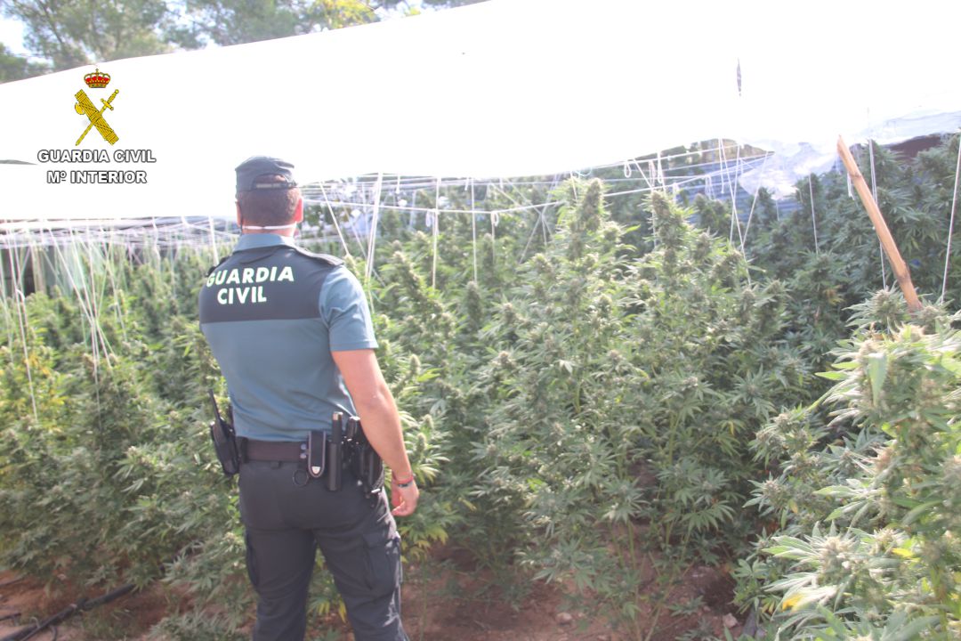 Plantación marihuana en Segorbe Plantación marihuana en Segorbe