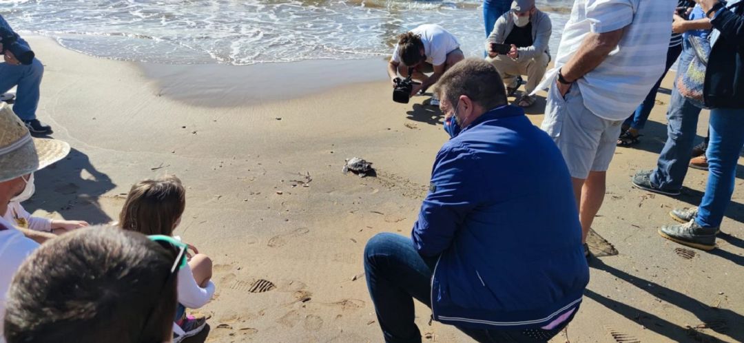 11 ejemplares de tortuga boba se han devuelto al mar este martes 11 ejemplares de tortuga boba se han devuelto al mar este martes