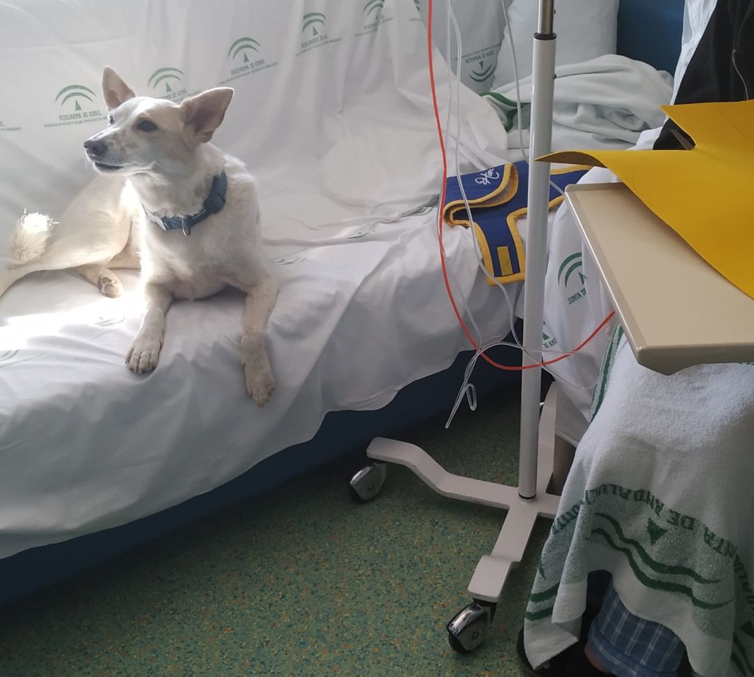 'Pecas, perro '¡terapeuta' para niños oncológicos en el hospital Materno Infantil del Virgen de las Nieves de Granada 'Pecas, perro '¡terapeuta' para niños oncológicos en el hospital Materno Infantil del Virgen de las Nieves de Granada