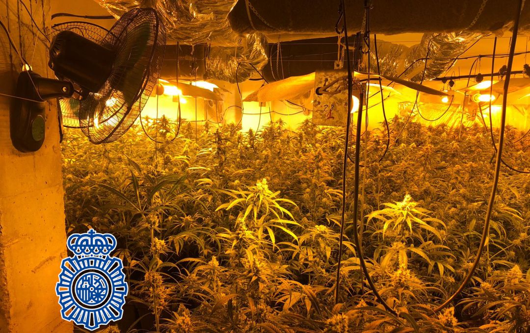 La plantación en Linares contenía, en un domicilio particular, más de 500 plantas de marihuana La plantación en Linares contenía, en un domicilio particular, más de 500 plantas de marihuana