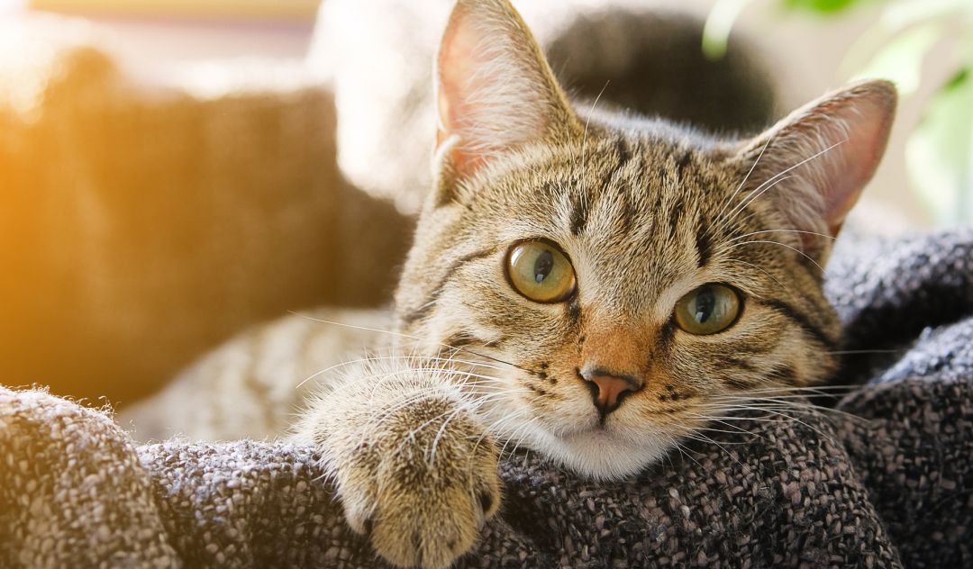 Un gato descansa en un sofá. Un gato descansa en un sofá.