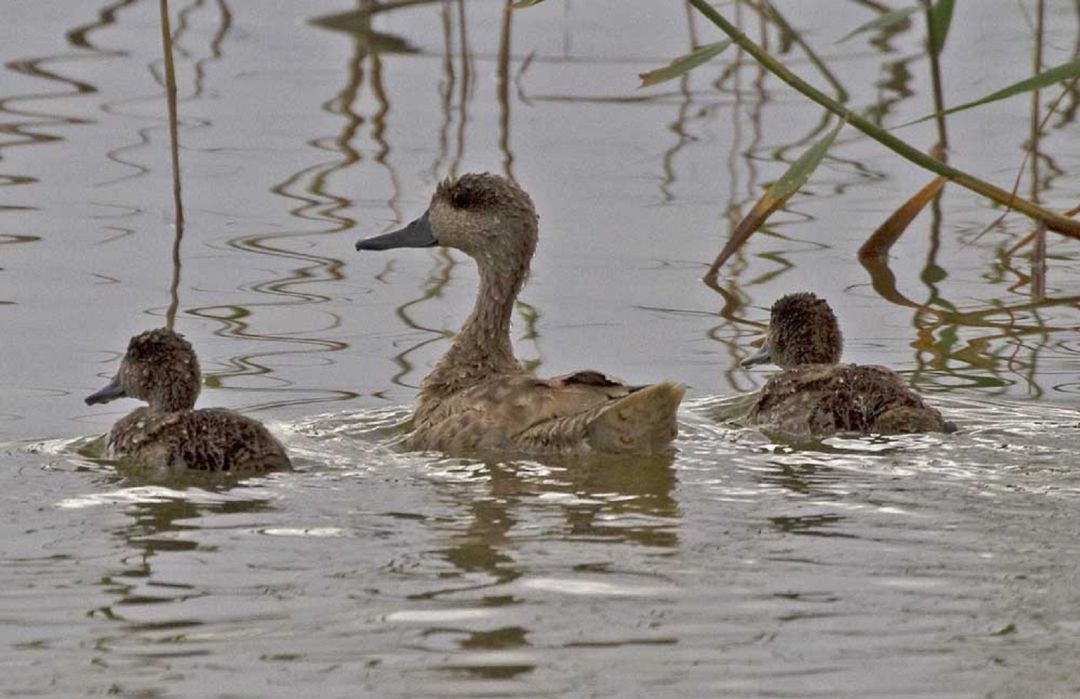 Una cerceta pardilla con sus pollos en el Paraje natural de El Hondo Una cerceta pardilla con sus pollos en el Paraje natural de El Hondo