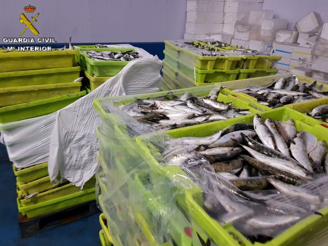 Incautan seis toneladas de sardinas descargadas en el muelle de Portonovo Incautan seis toneladas de sardinas descargadas en el muelle de Portonovo