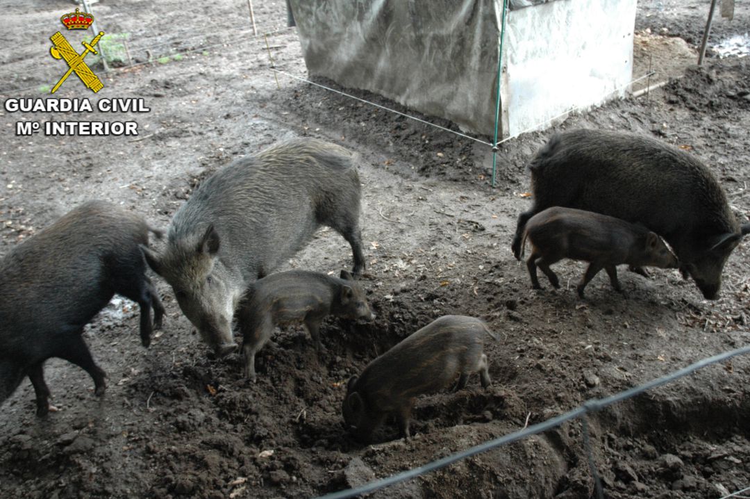 Una granja de Cerdedo-Cotobade criaba animales salvajes y cruzaba jabalíes con cerdos Una granja de Cerdedo-Cotobade criaba animales salvajes y cruzaba jabalíes con cerdos