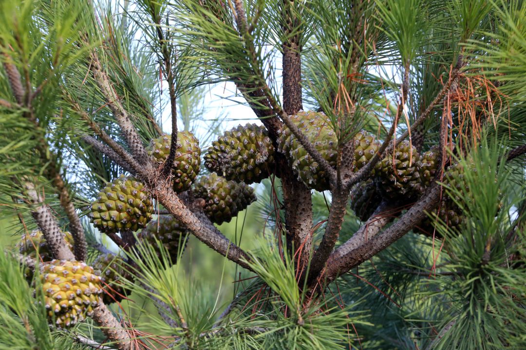 Piñas Piñas