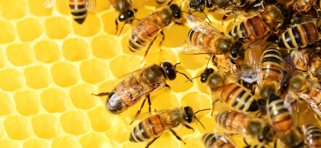 Colmena de abejas Colmena de abejas