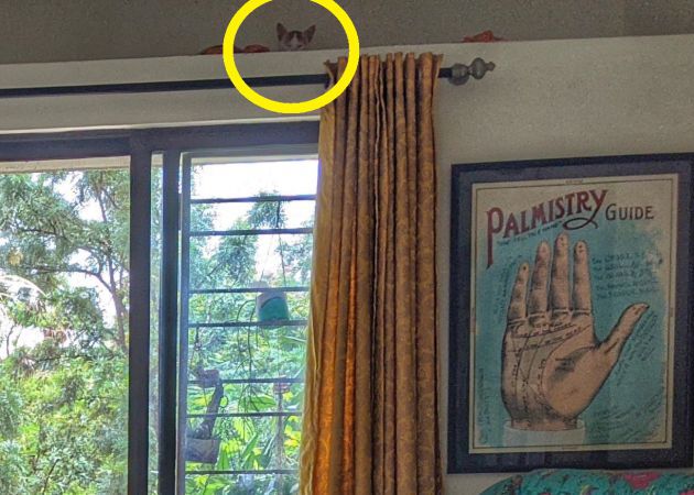 El gato estaba escondido sobre la ventana. El gato estaba escondido sobre la ventana.
