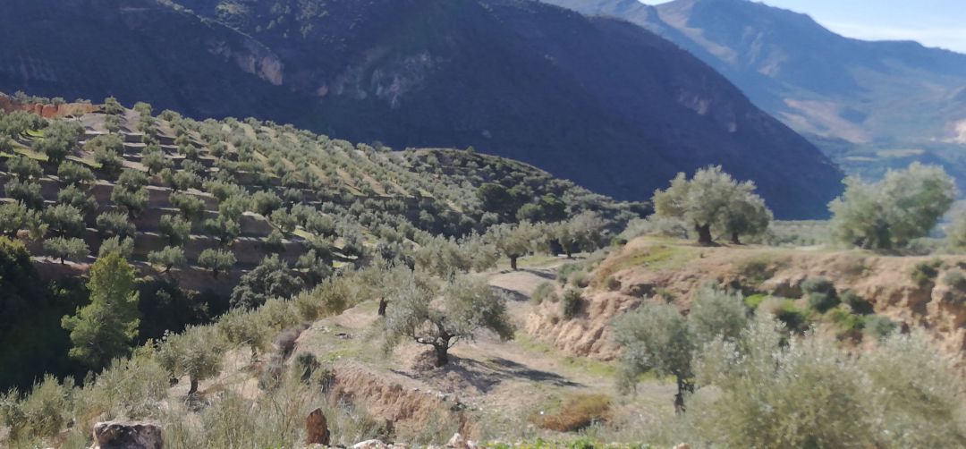 Olivares de la provincia de Jaén. Olivares de la provincia de Jaén.