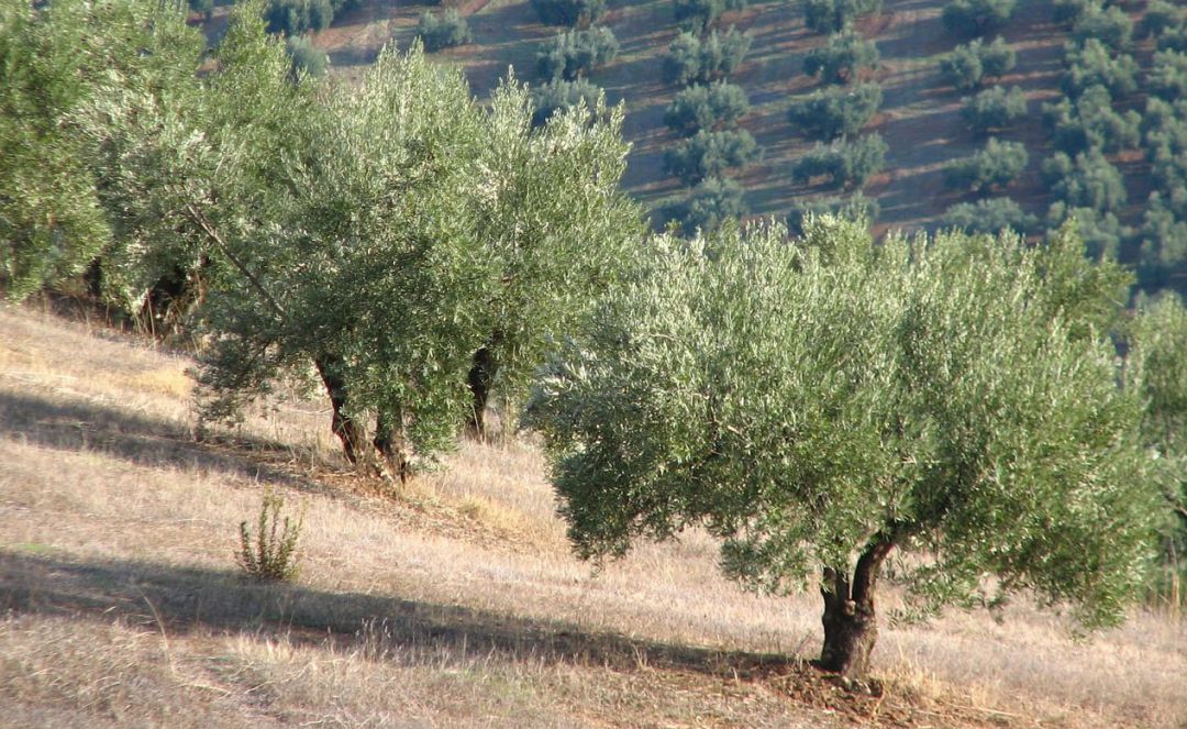 La muerte del temporero se produjo en una finca de olivar. La muerte del temporero se produjo en una finca de olivar.