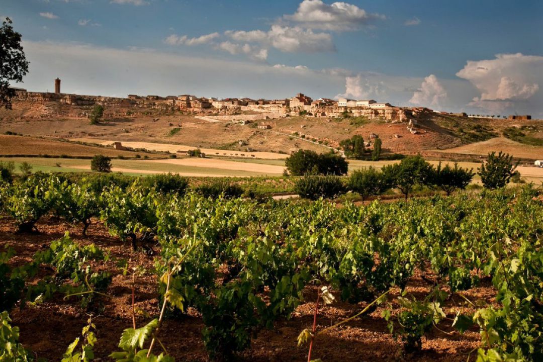 Los viñedos de la zona de Atauta en la Ribera del Duero soriana. Los viñedos de la zona de Atauta en la Ribera del Duero soriana.