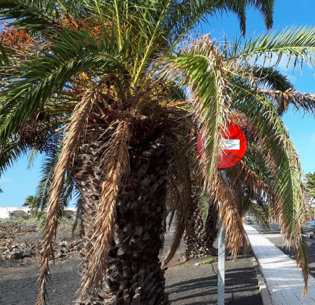 Una de las palmeras en mal estado de Costa Teguise. Una de las palmeras en mal estado de Costa Teguise.