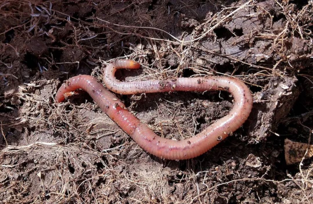 El compost de lombriz que trabaja esta empresa de Roa El compost de lombriz que trabaja esta empresa de Roa