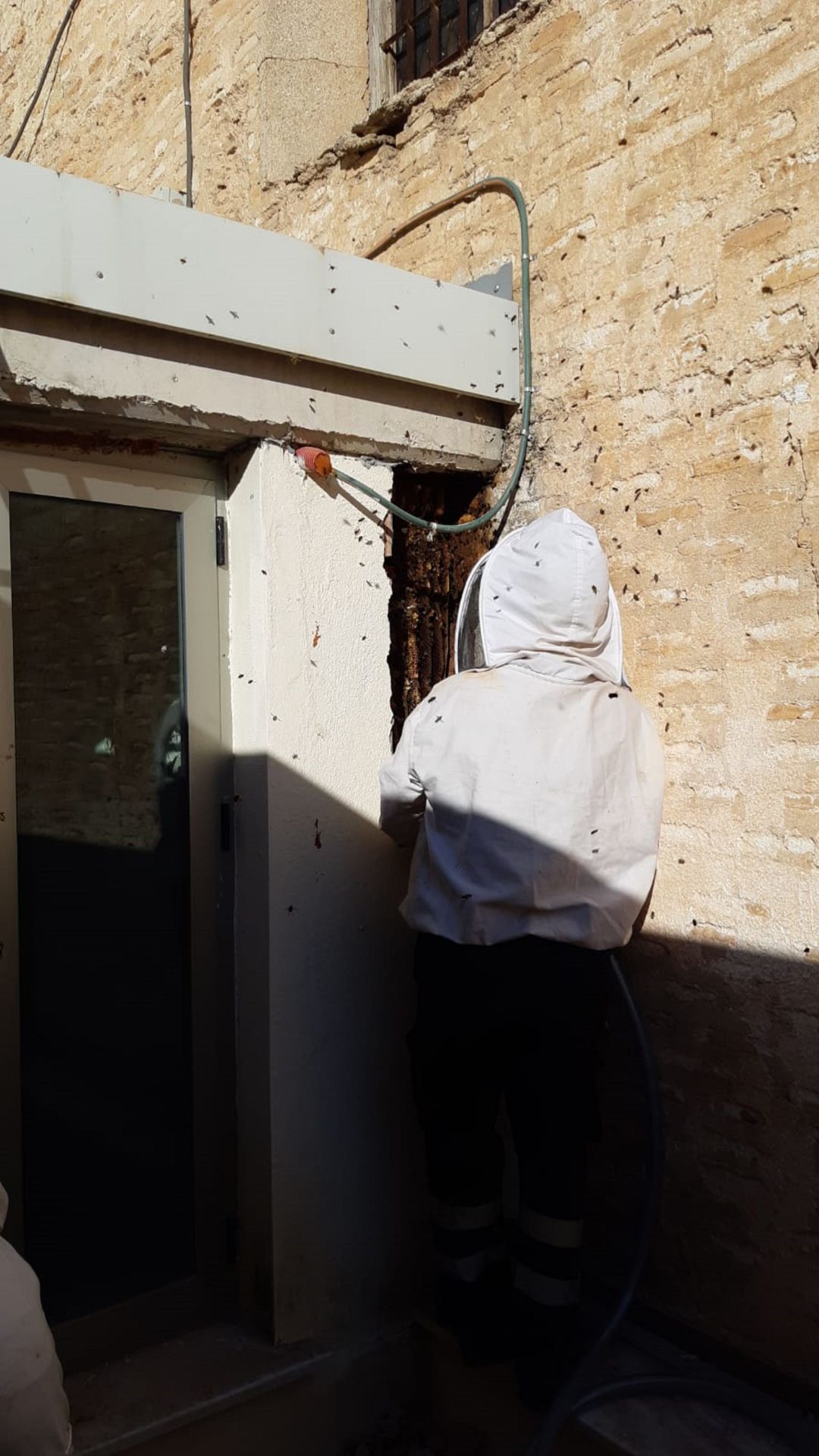 enjambre de abejas enjambre de abejas