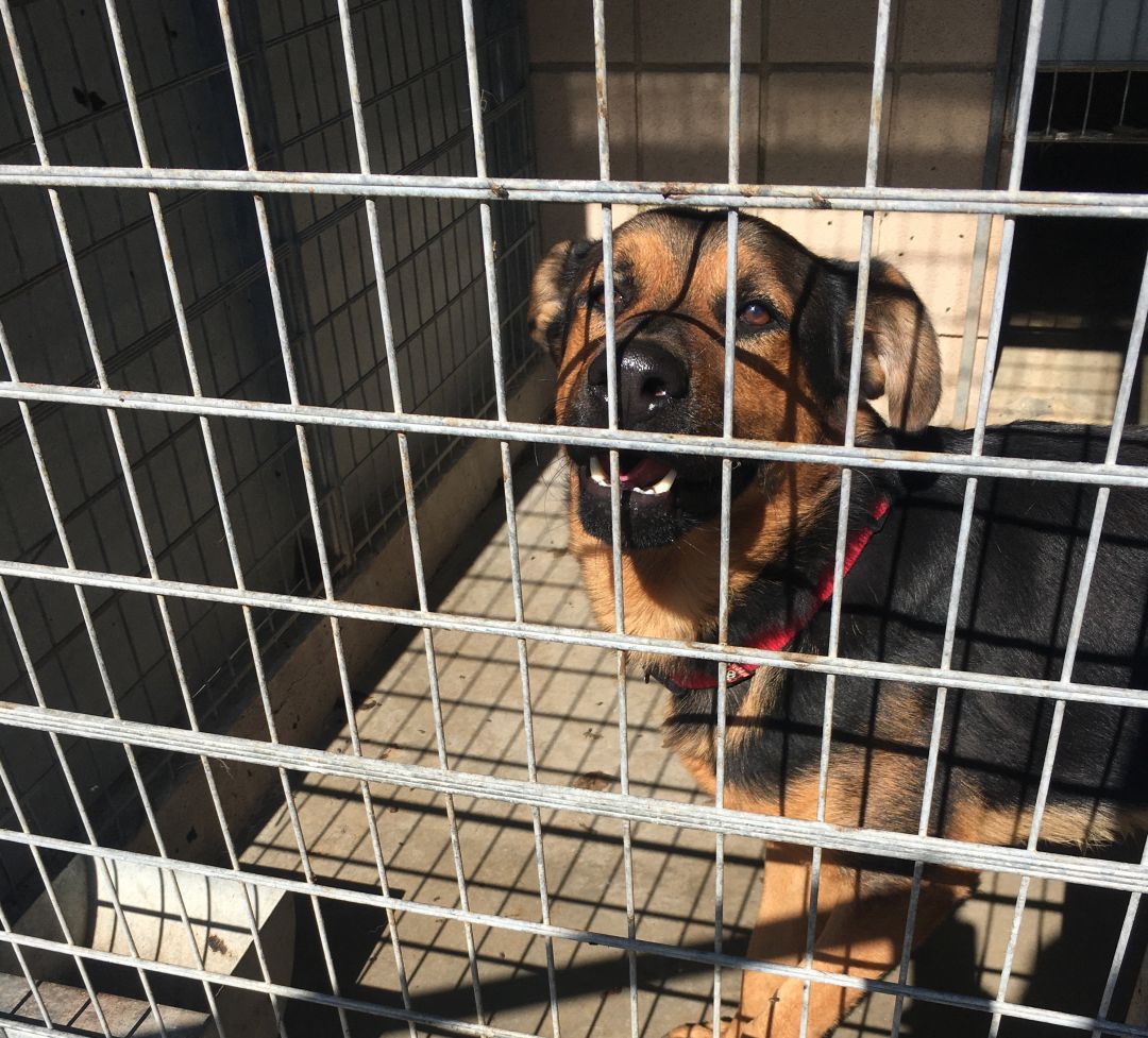 Perro esperando a ser adoptado en el SBA de Sadeco Perro esperando a ser adoptado en el SBA de Sadeco