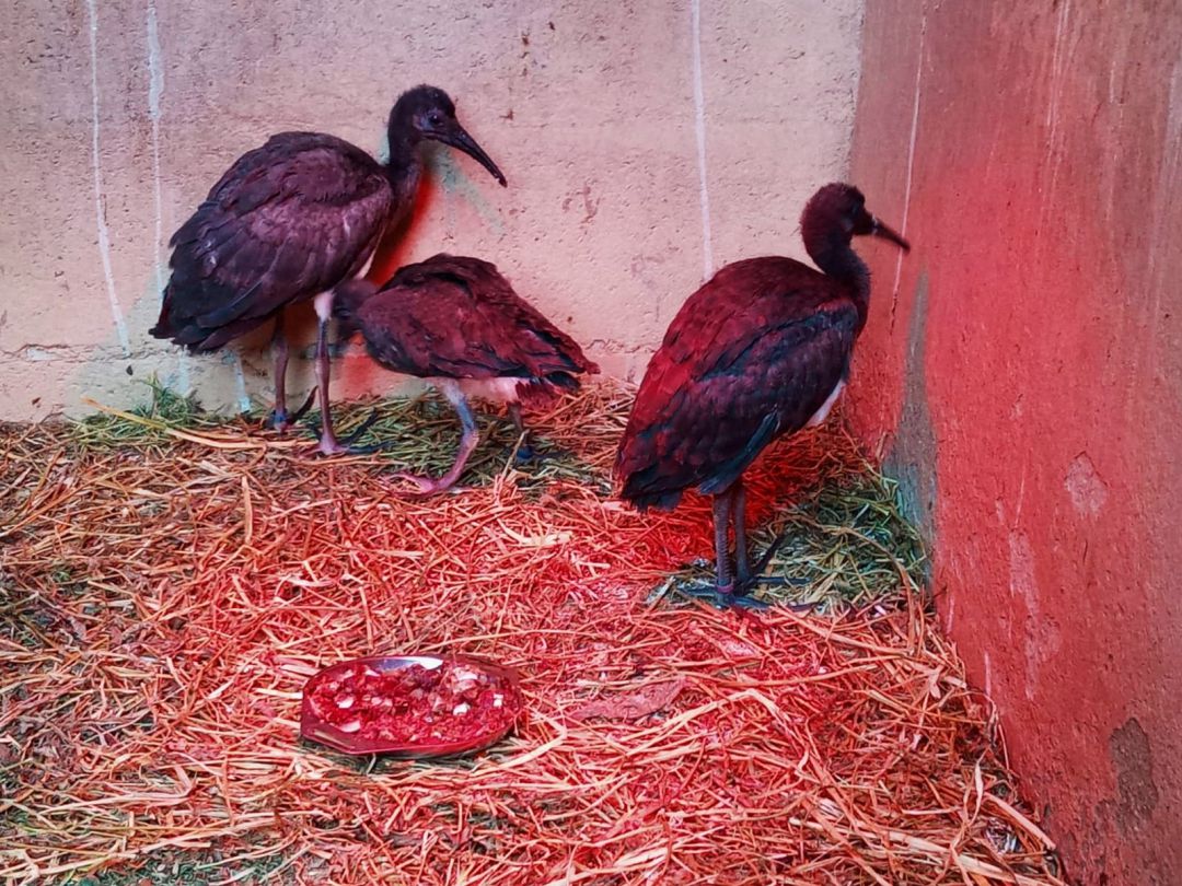 Tres de los nuevos Ibis del Zoobotánico de Jerez Tres de los nuevos Ibis del Zoobotánico de Jerez