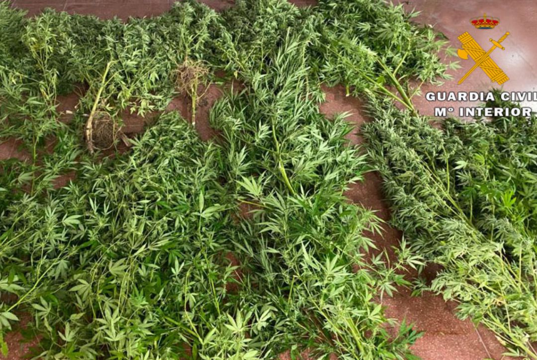 Imagen de la droga incautada Imagen de la droga incautada