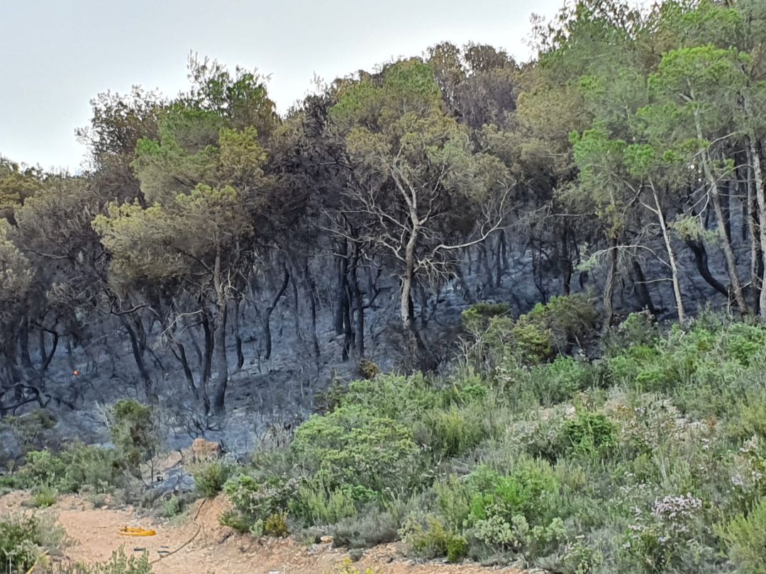 Imagen de la zona arrasada por las llamas Imagen de la zona arrasada por las llamas