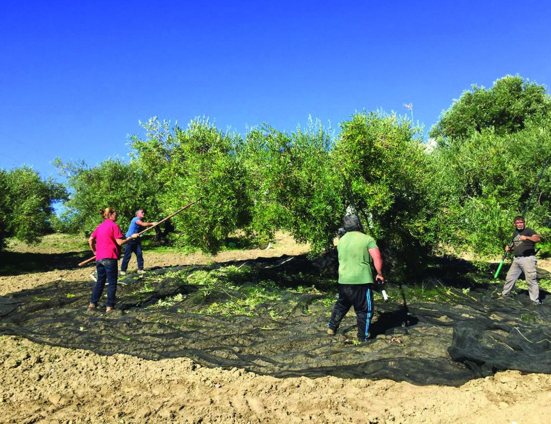 Agricultores trabajando en la campaña de la aceituna Agricultores trabajando en la campaña de la aceituna