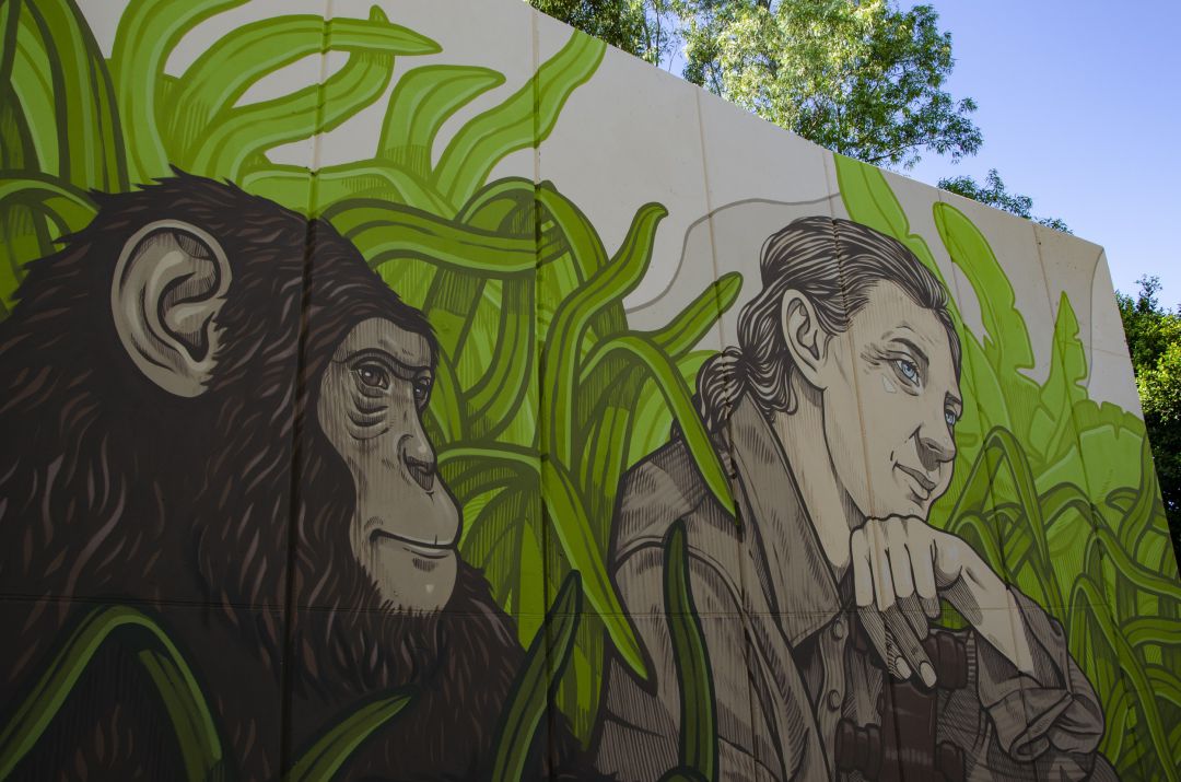 Mural de Jane Godall en Bioparc Valencia Mural de Jane Godall en Bioparc Valencia