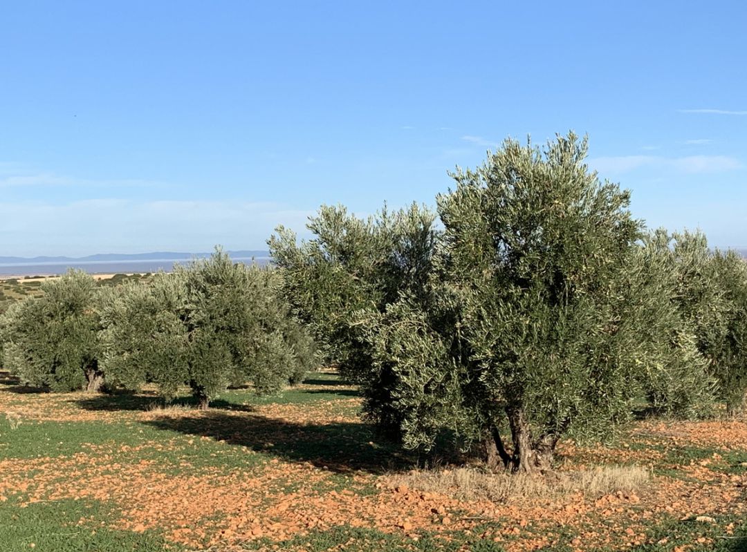Olivar Olivar