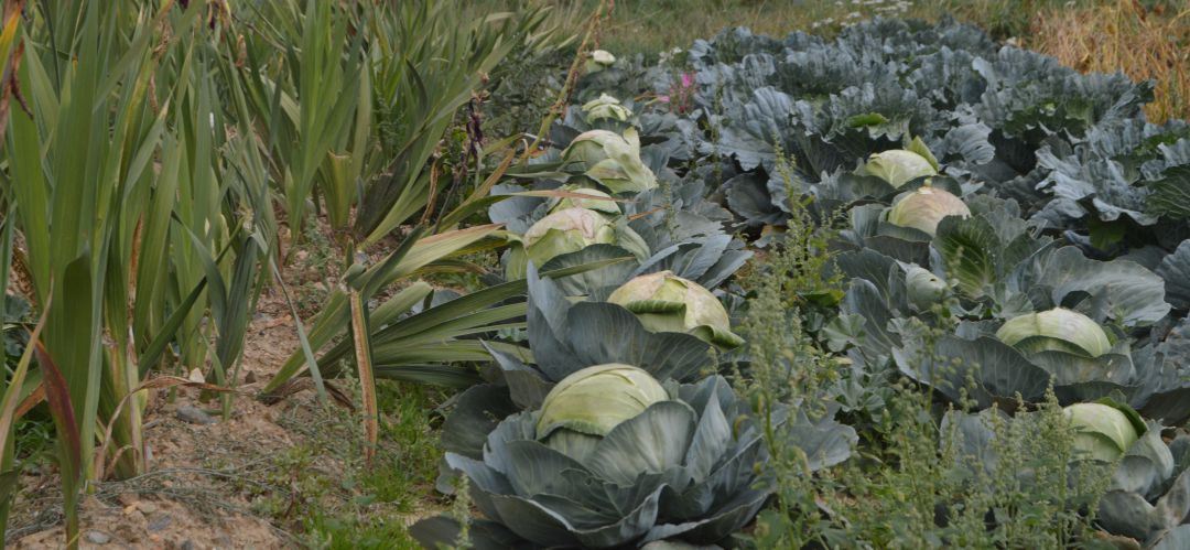 Madrid Rural distribuirá productos hortofrutícolas autóctonos de la región Madrid Rural distribuirá productos hortofrutícolas autóctonos de la región