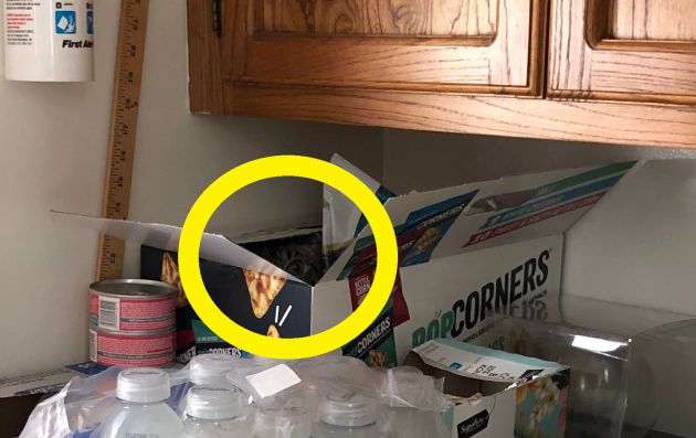 El gato estaba en la caja. El gato estaba en la caja.