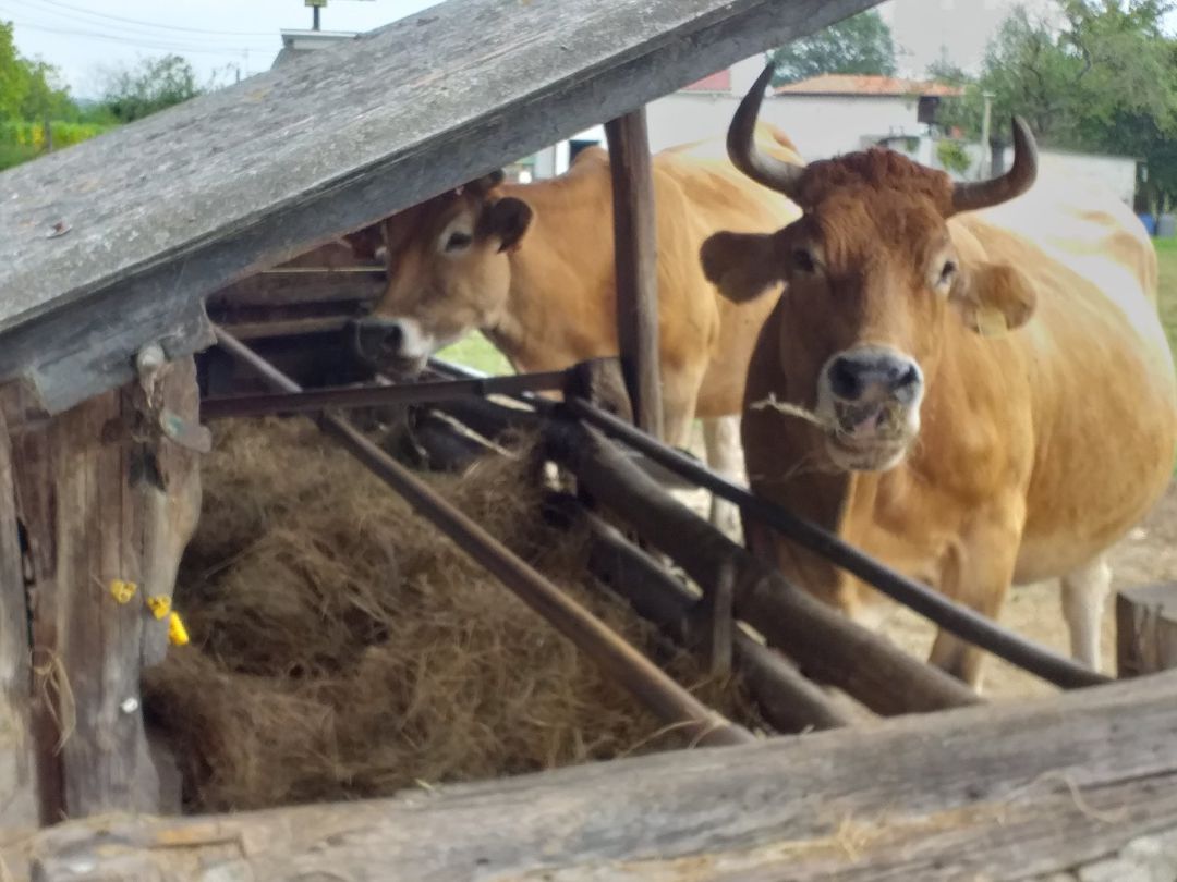 No toda la carne que consumimos impacta igual en el cambio climático No toda la carne que consumimos impacta igual en el cambio climático