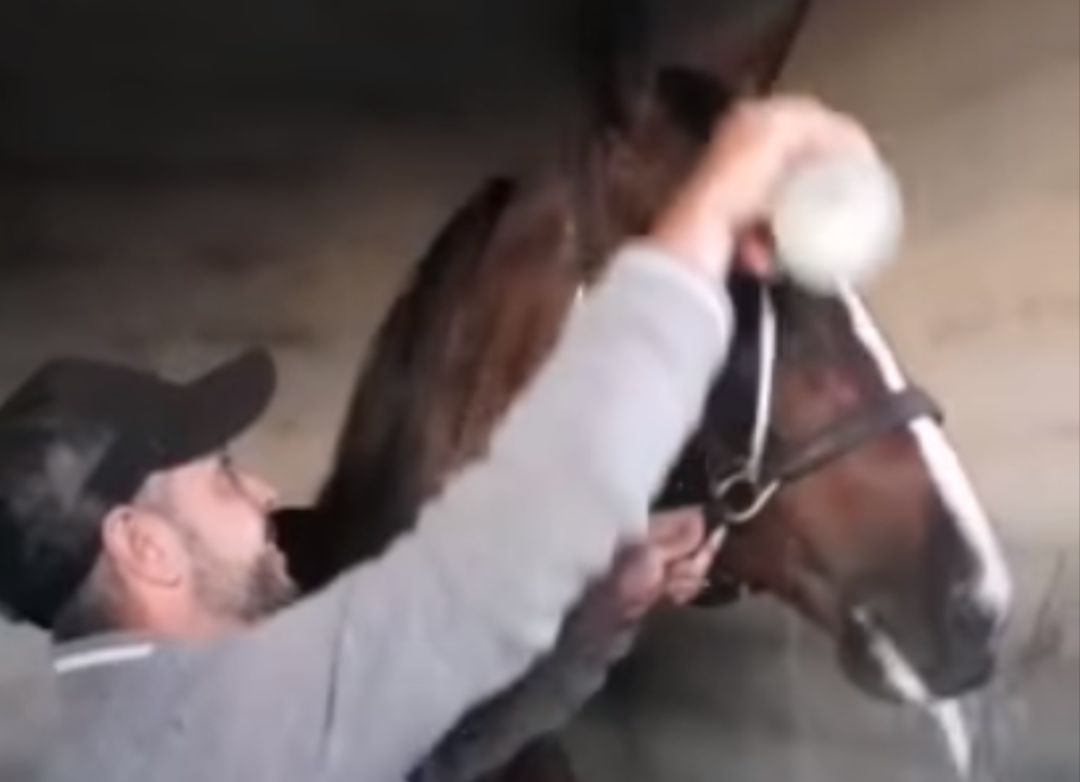 Frame del vídeo en el que un jinete da de beber cava a una yegua Frame del vídeo en el que un jinete da de beber cava a una yegua