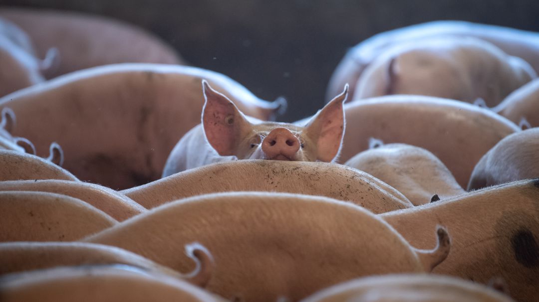 Varios cerdos en una granja de Reino Unido Varios cerdos en una granja de Reino Unido