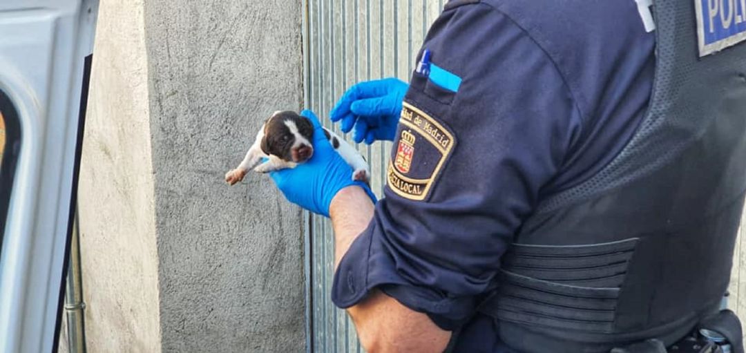 Un agente ciempozueleño sostiene el único de los tres cachorros que se encontró vivo. Un agente ciempozueleño sostiene el único de los tres cachorros que se encontró vivo.