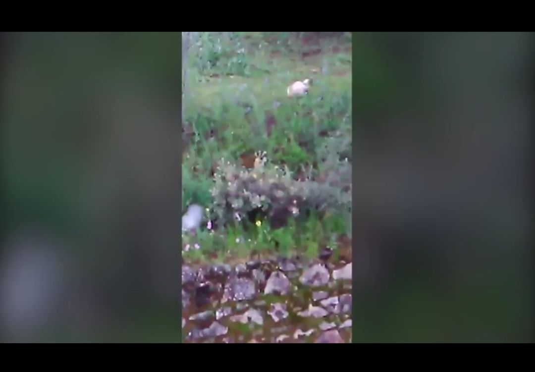 Detenido por matar un gato desde su balcón Detenido por matar un gato desde su balcón