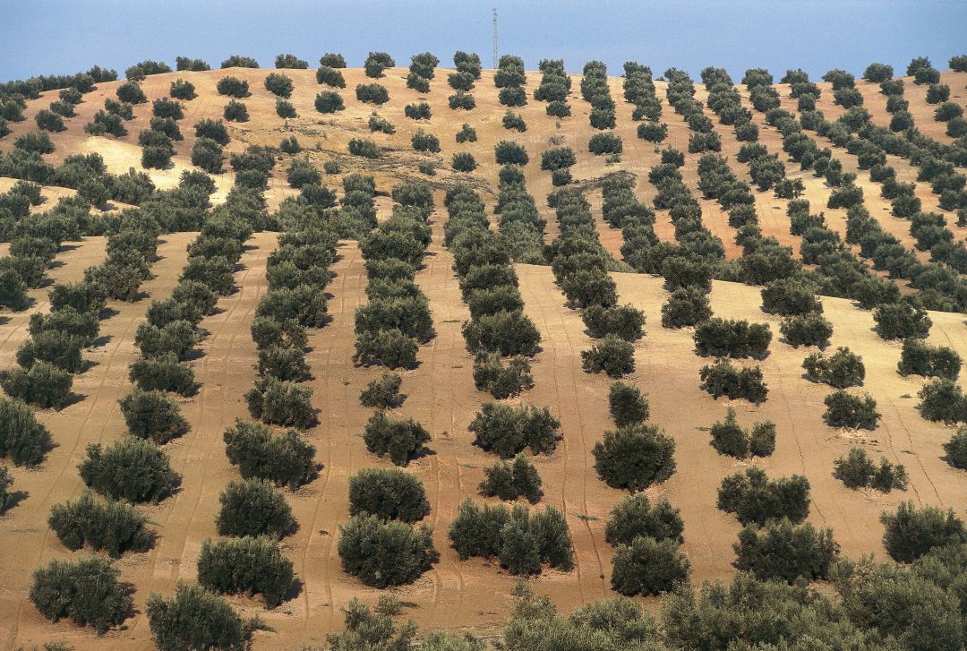 Olivos en Jaén. Olivos en Jaén.