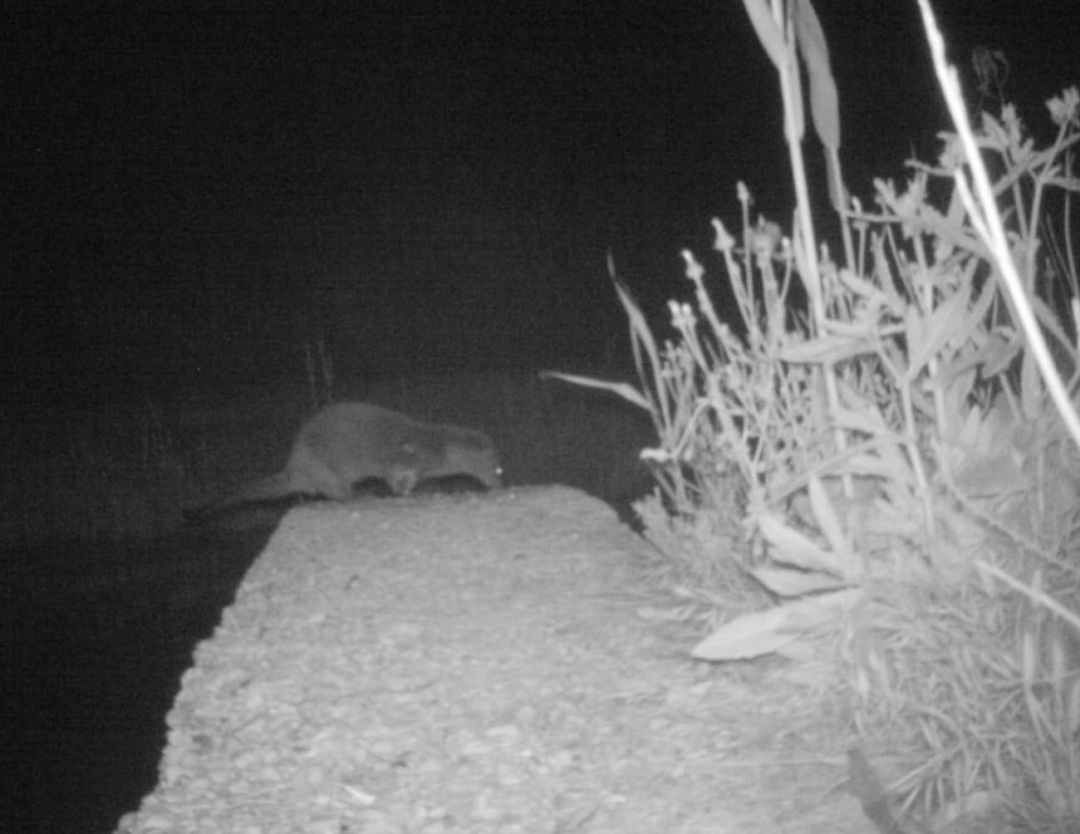 Nutria fotografíada en El Hondo en 2017 Nutria fotografíada en El Hondo en 2017
