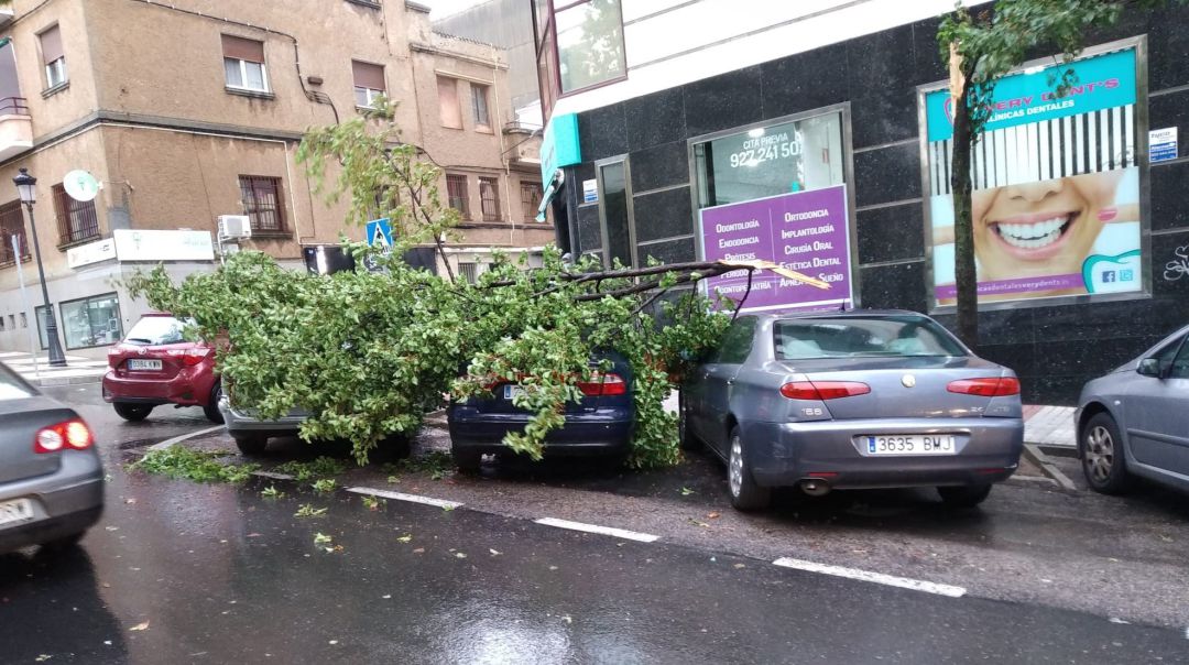 El fuerte viento provoca caídas de ramas de árboles en Cáceres El fuerte viento provoca caídas de ramas de árboles en Cáceres