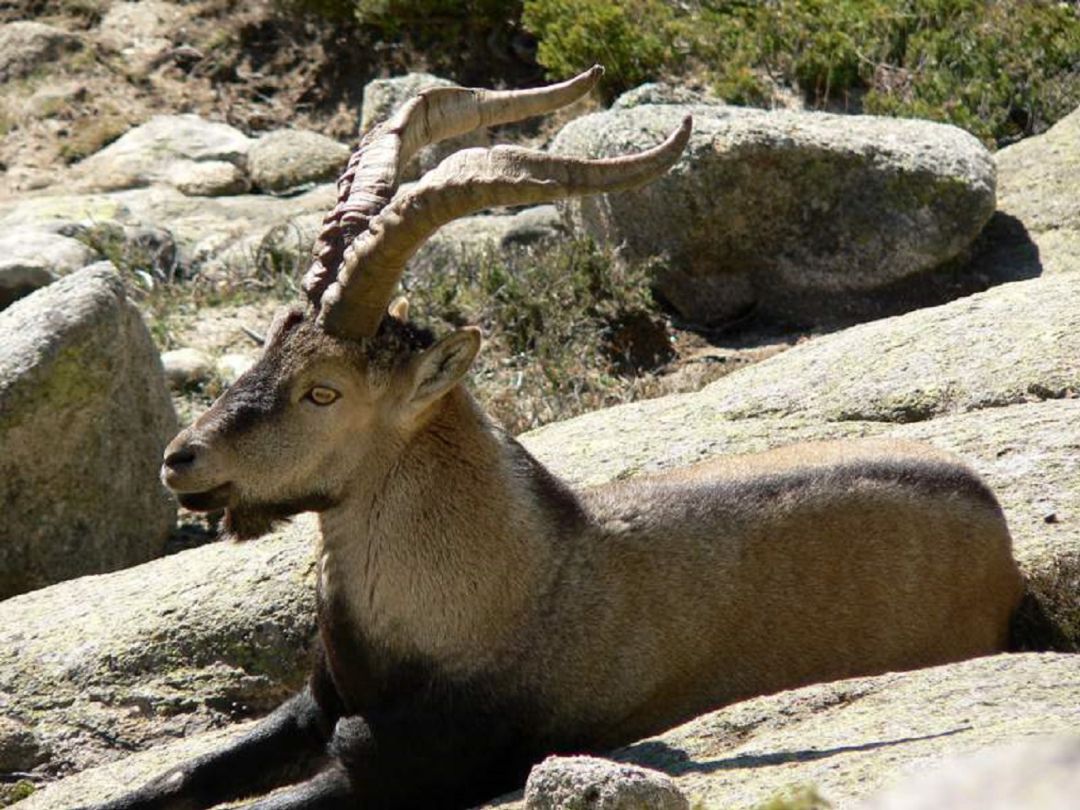 Ejemplar de cabra montés en el Parque Nacional Sierra de Guadarrarma Ejemplar de cabra montés en el Parque Nacional Sierra de Guadarrarma