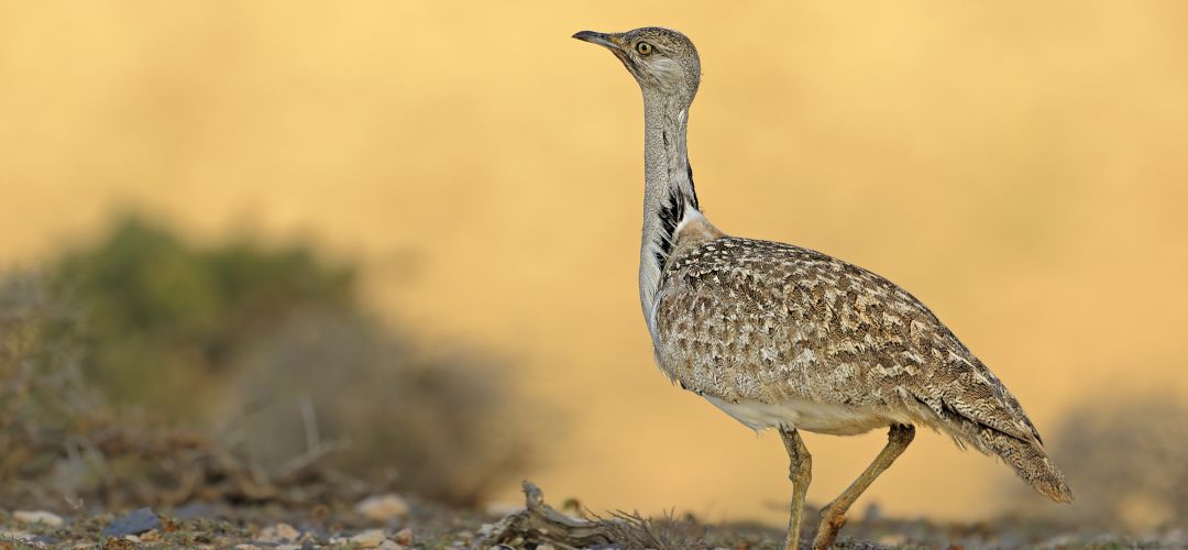 La avutarda es uno de los símbolos de la fauna del sur de Madrid pero su población está decreciendo a niveles preocupantes La avutarda es uno de los símbolos de la fauna del sur de Madrid pero su población está decreciendo a niveles preocupantes