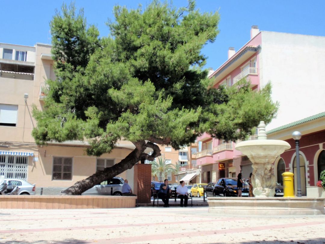 Pino de la Baia Pino de la Baia