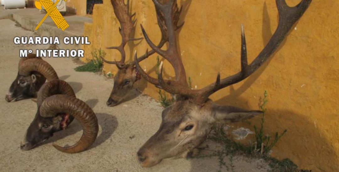 Cabezas de animales intervenidas por la Guardia Civil de Jaén. Cabezas de animales intervenidas por la Guardia Civil de Jaén.